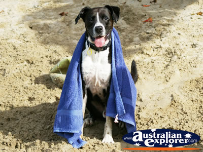 Dog on the beach with his towel . . . CLICK TO VIEW ALL DOGS POSTCARDS