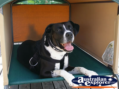 Happy Dog in his Doghouse . . . CLICK TO VIEW ALL DOGS POSTCARDS