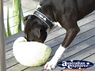 Dog playing with his toy . . . CLICK TO VIEW ALL DOGS POSTCARDS