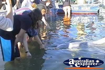 Dolphin Feeding, Tin Can Bay