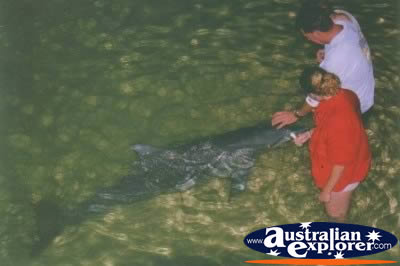Moreton Island - Feeding Dolphins