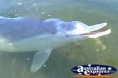 Dolphin At Tin Can Bay . . . CLICK TO VIEW ALL DOLPHINS POSTCARDS