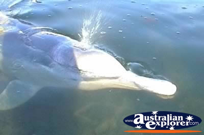 Pacific Humpback Dolphin