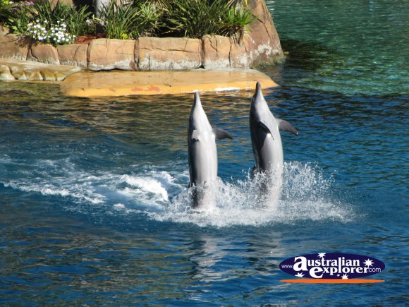 Dolphins . . . CLICK TO VIEW ALL DOLPHINS POSTCARDS