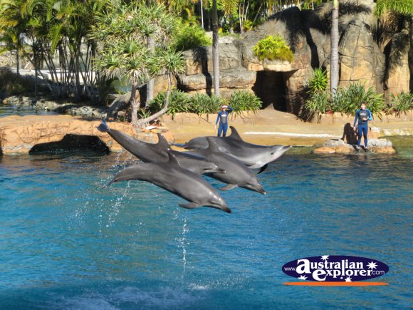Dolphins Performing at Seaworld Desktop Theme