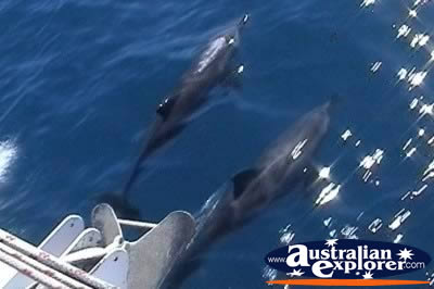 Dolphins Near Boat . . . CLICK TO VIEW ALL DOLPHINS POSTCARDS