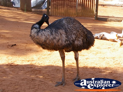 Emu in Wild World at Dreamworld . . . CLICK TO VIEW ALL EMUS POSTCARDS
