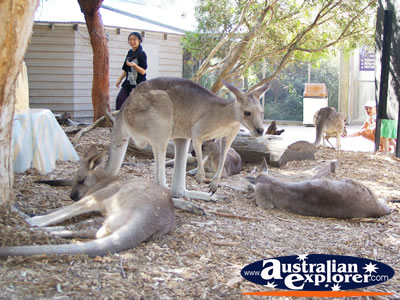 Group of Kangaroos at Dreamworld on the Gold Coast . . . CLICK TO VIEW ALL KANGAROOS (MORE) POSTCARDS