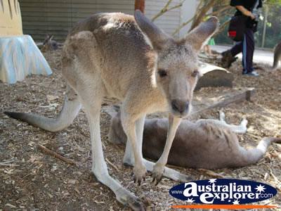 Kangaroo Posing at Dreamworld . . . CLICK TO VIEW ALL KANGAROOS (MORE) POSTCARDS
