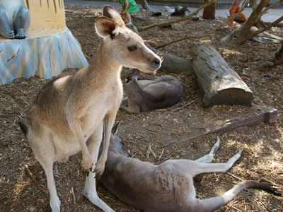 Kangaroos at Dreamworld . . . CLICK TO VIEW ALL KANGAROOS (MORE) POSTCARDS