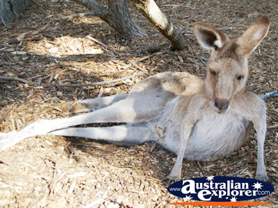 Kangaroo Resting its Legs at Dreamworld . . . CLICK TO VIEW ALL KANGAROOS (MORE) POSTCARDS