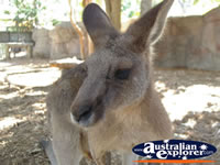 Kangaroo Closeup . . . CLICK TO ENLARGE