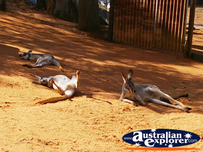 Kangaroos Lazing in the Sun at Wild World, Dreamworld . . . CLICK TO VIEW ALL KANGAROOS (MORE) POSTCARDS
