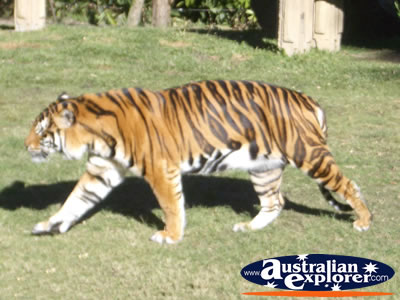 Tiger at Dreamworld . . . CLICK TO VIEW ALL TIGERS POSTCARDS