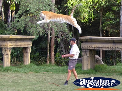 Dreamworld Begal Tiger Leaping . . . VIEW ALL TIGERS PHOTOGRAPHS