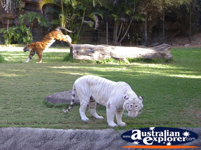 Two Dreamworld Tigers . . . CLICK TO VIEW ALL TIGERS POSTCARDS