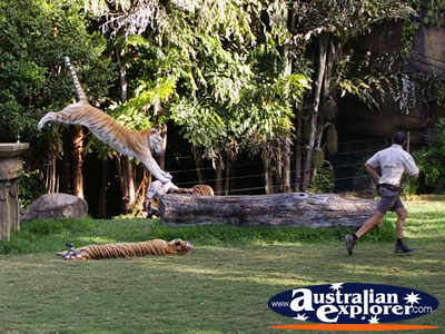 Tiger Presentation at Dreamworld . . . CLICK TO VIEW ALL TIGERS POSTCARDS