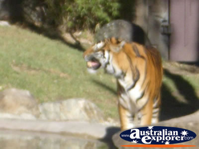 Dreamworld Tigers . . . CLICK TO VIEW ALL TIGERS POSTCARDS