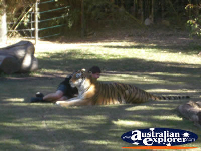 Tigers at Dreamworld with Trainer . . . CLICK TO VIEW ALL TIGERS POSTCARDS