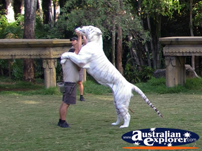 Dreamworld Bengal White Tiger and Instructor . . . CLICK TO VIEW ALL TIGERS POSTCARDS