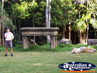 Dreamworld Tiger Instructor Presentation . . . CLICK TO VIEW ALL TIGERS POSTCARDS