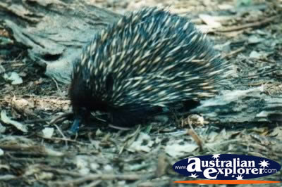 Echidna Close Up . . . CLICK TO VIEW ALL ECHIDNAS POSTCARDS