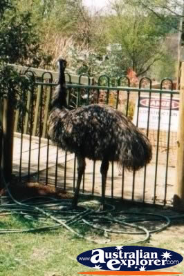 Emu . . . CLICK TO VIEW ALL EMUS POSTCARDS