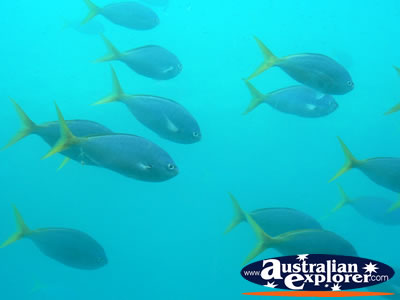 Fish in the Great Barrier Reef . . . VIEW ALL PARROT FISH PHOTOGRAPHS