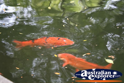 Chinese Garden Fish . . . CLICK TO VIEW ALL PARROT FISH POSTCARDS