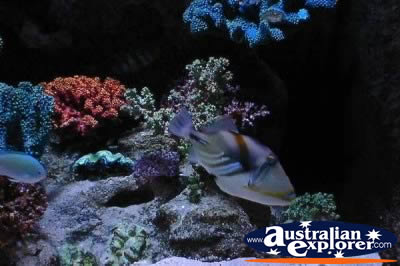 Fish Aquarium . . . CLICK TO VIEW ALL PARROT FISH POSTCARDS