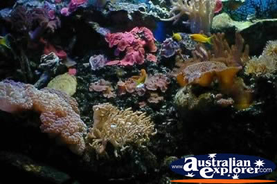 Fish Brisbane Aquarium . . . CLICK TO VIEW ALL PARROT FISH POSTCARDS