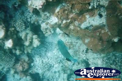 Fish And Coral Great Barrier Reef . . . CLICK TO VIEW ALL PARROT FISH POSTCARDS