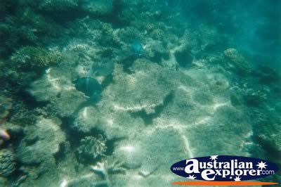 Great Barrier Reef Small Fish . . . VIEW ALL PARROT FISH PHOTOGRAPHS