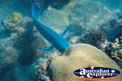 Large Fish Whitsundays . . . CLICK TO VIEW ALL PARROT FISH POSTCARDS