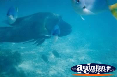 Fish Whitsundays . . . CLICK TO VIEW ALL PARROT FISH POSTCARDS
