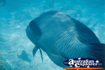 Whitsundays Big Fish . . . CLICK TO VIEW ALL PARROT FISH POSTCARDS