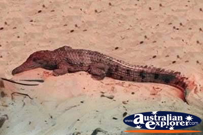 Freshwater Crocodile In Sand . . . VIEW ALL FRESHWATER CROCODILES PHOTOGRAPHS