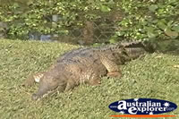 Freshwater Crocodile In The Sun . . . CLICK TO ENLARGE