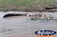 Freshwater Crocodile in Water . . . CLICK TO ENLARGE