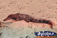 Freshwater Crocodile In Sand . . . CLICK TO ENLARGE