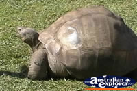 Giant Galapagos Land Tortoise Close Up . . . CLICK TO ENLARGE