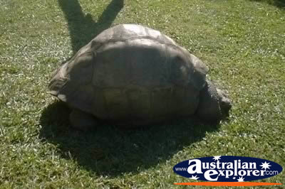 Giant Galapagos Land Tortoise From The Side . . . CLICK TO VIEW ALL TORTOISE POSTCARDS