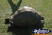 Giant Galapagos Land Tortoise . . . CLICK TO ENLARGE