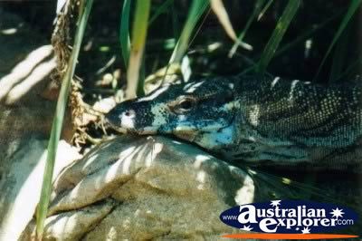 Goanna In The Shade . . . CLICK TO VIEW ALL WATER MONITORS POSTCARDS