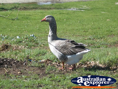 Goose . . . CLICK TO VIEW ALL GEESE POSTCARDS