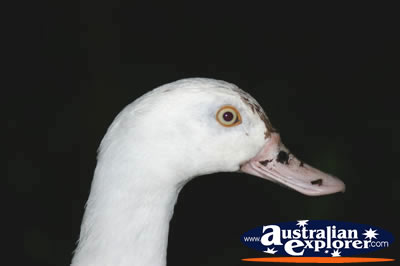White Goose . . . CLICK TO VIEW ALL GEESE POSTCARDS