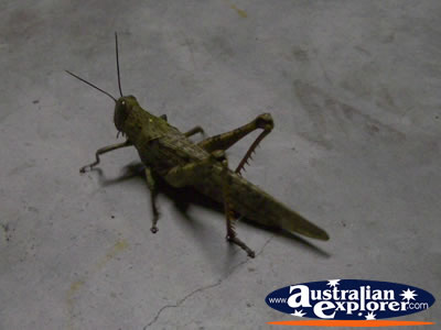 Grasshopper . . . CLICK TO VIEW ALL GRASSHOPPERS POSTCARDS