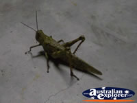 Grasshopper . . . CLICK TO ENLARGE