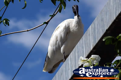 Ibis in the City . . . CLICK TO VIEW ALL JABIRUS POSTCARDS