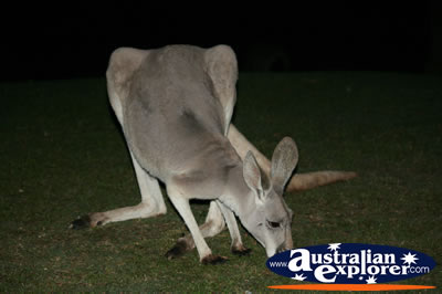 Grey kangaroo Feeding . . . CLICK TO VIEW ALL KANGAROOS POSTCARDS